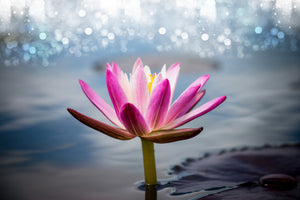 3-piece-acrylic-print-lotus-in-the-morning-dew