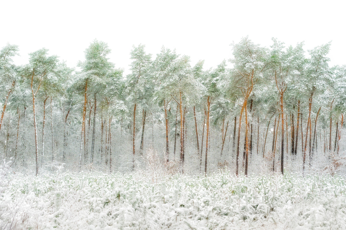 poster-print-snow-world