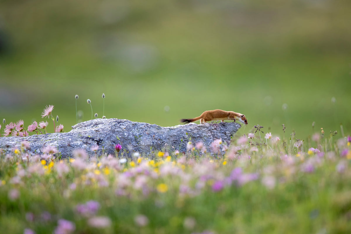 canvas-print-ermine-on-patrol-x