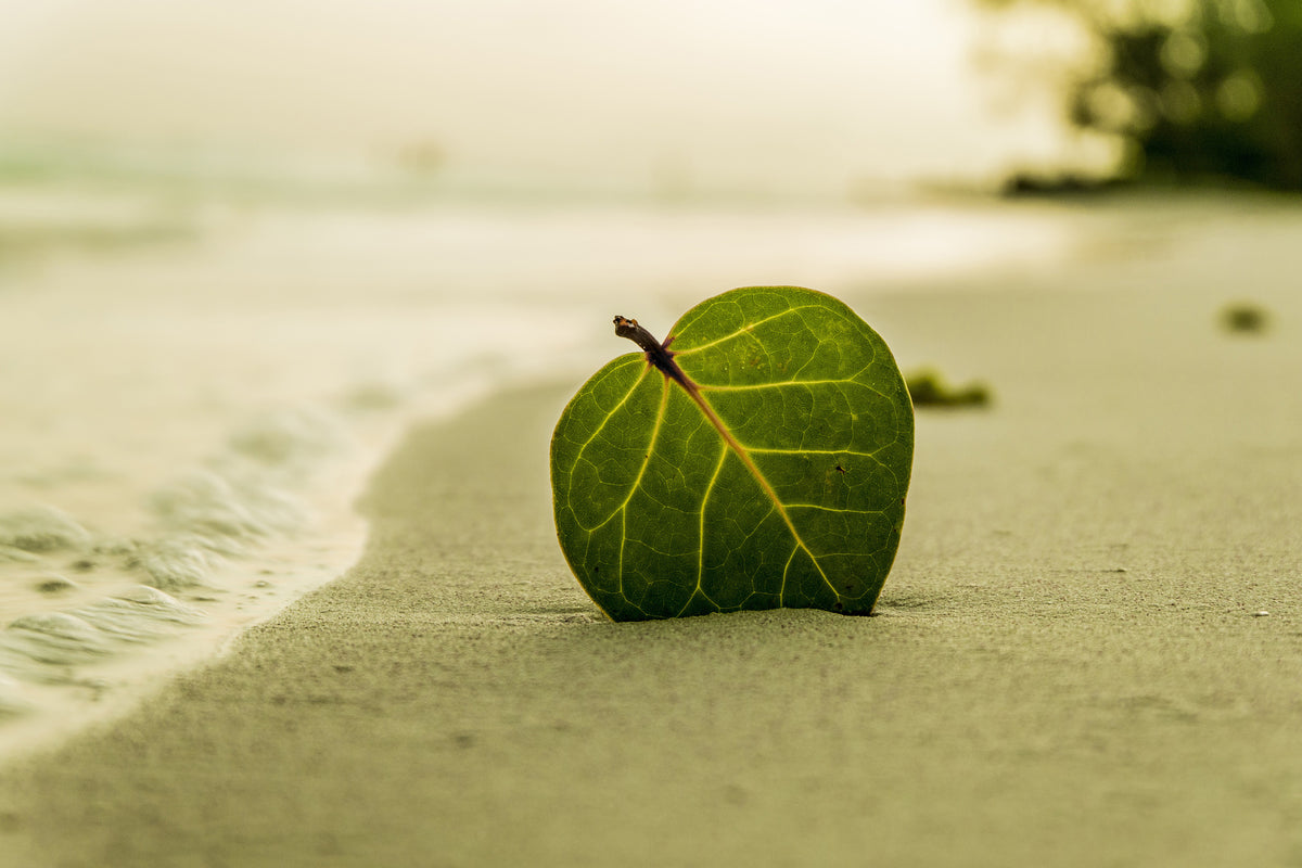 3-piece-acrylic-print-beach-leaf