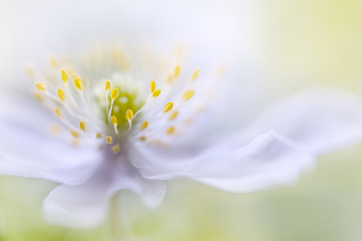 acrylic-print-anemone-beauty