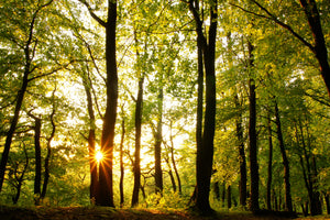 3-piece-canvas-print-sunset-between-trees