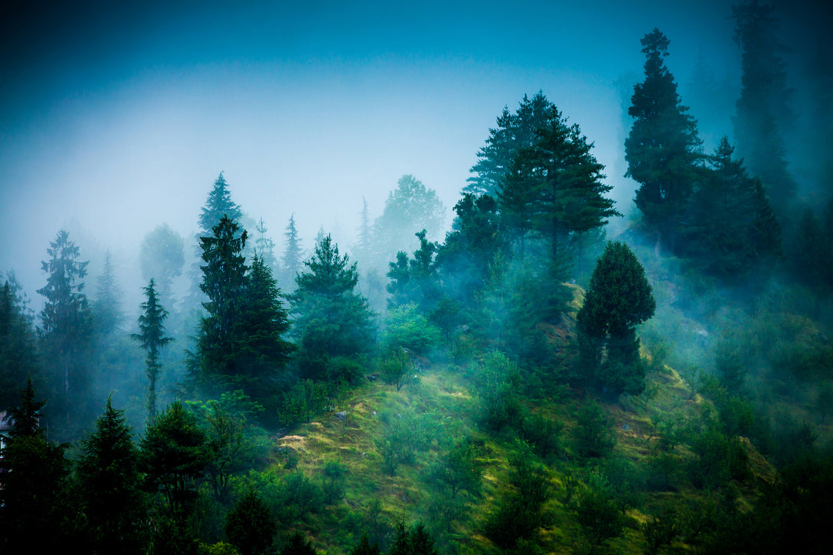 modern-3-piece-aluminium-print-mysterious-forest-ii
