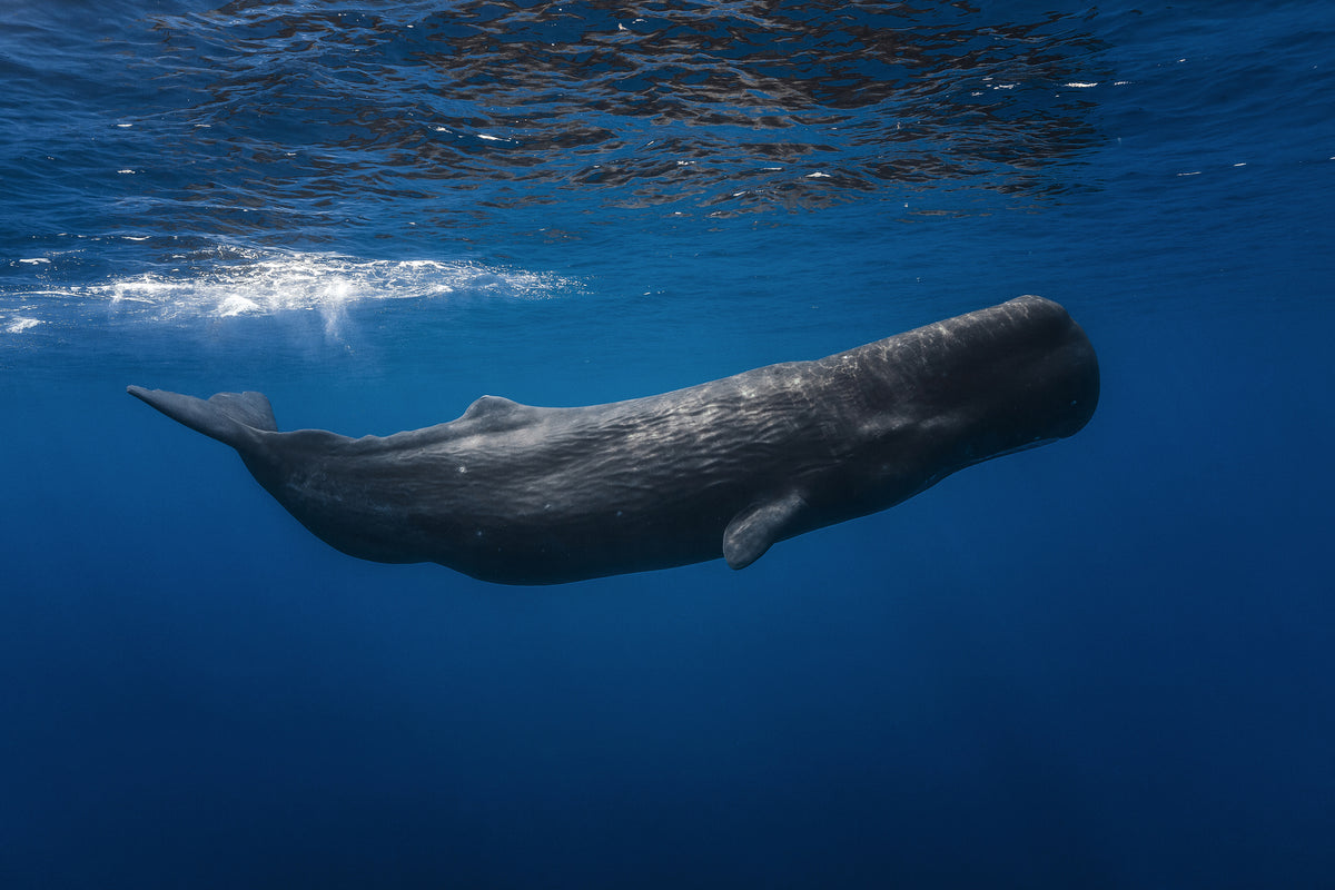 poster-print-sperm-whale