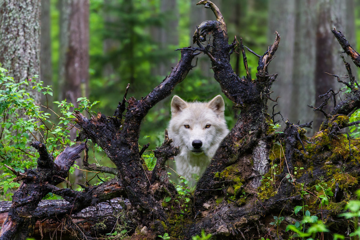 poster-print-wolf-x