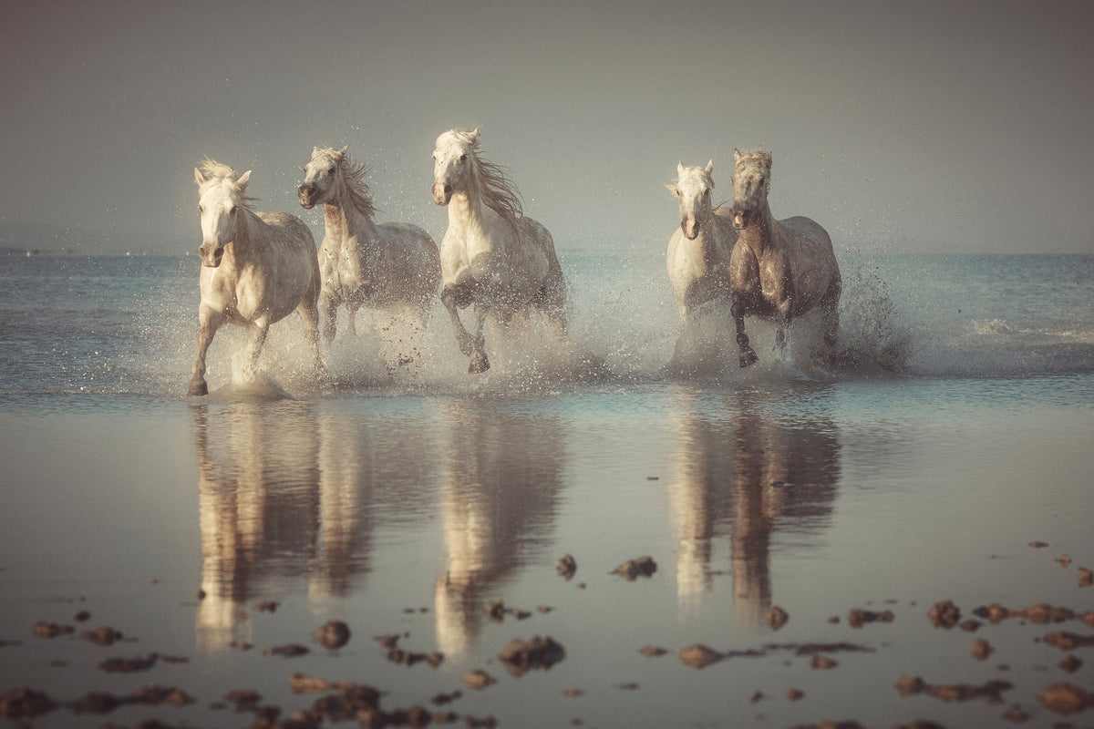 framedcanvas-print-camargue-horses-x