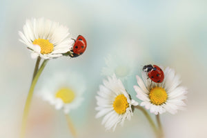 framedposter-print-springtime-xtp