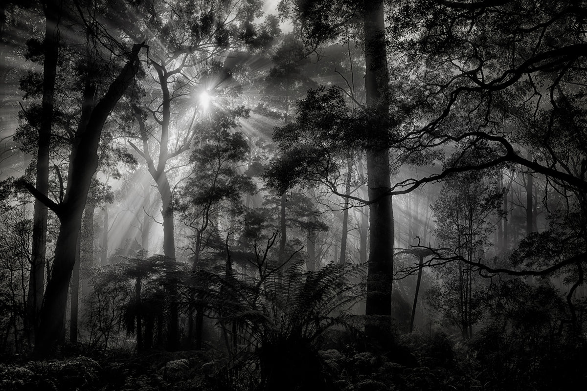 3-piece-acrylic-print-primary-forest