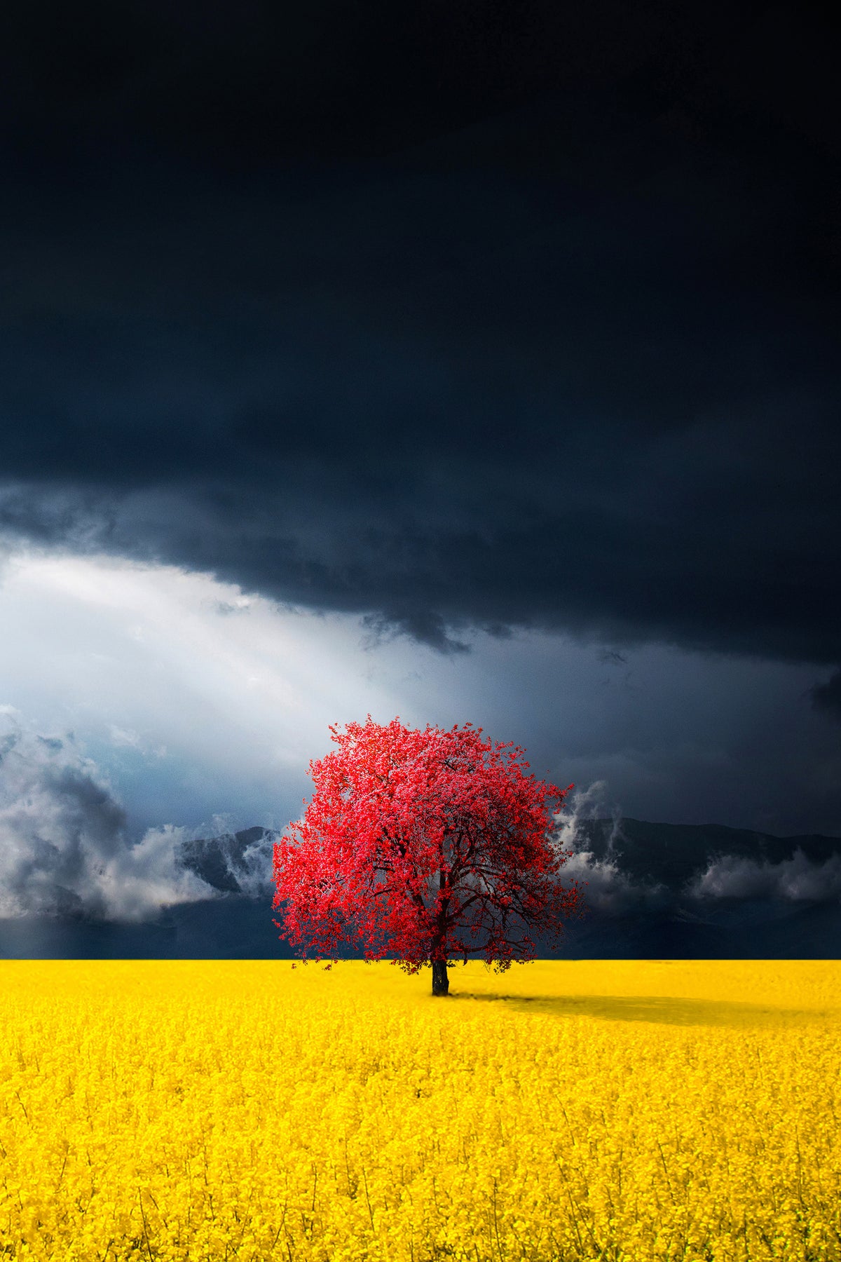framedcanvas-print-red-tree-x