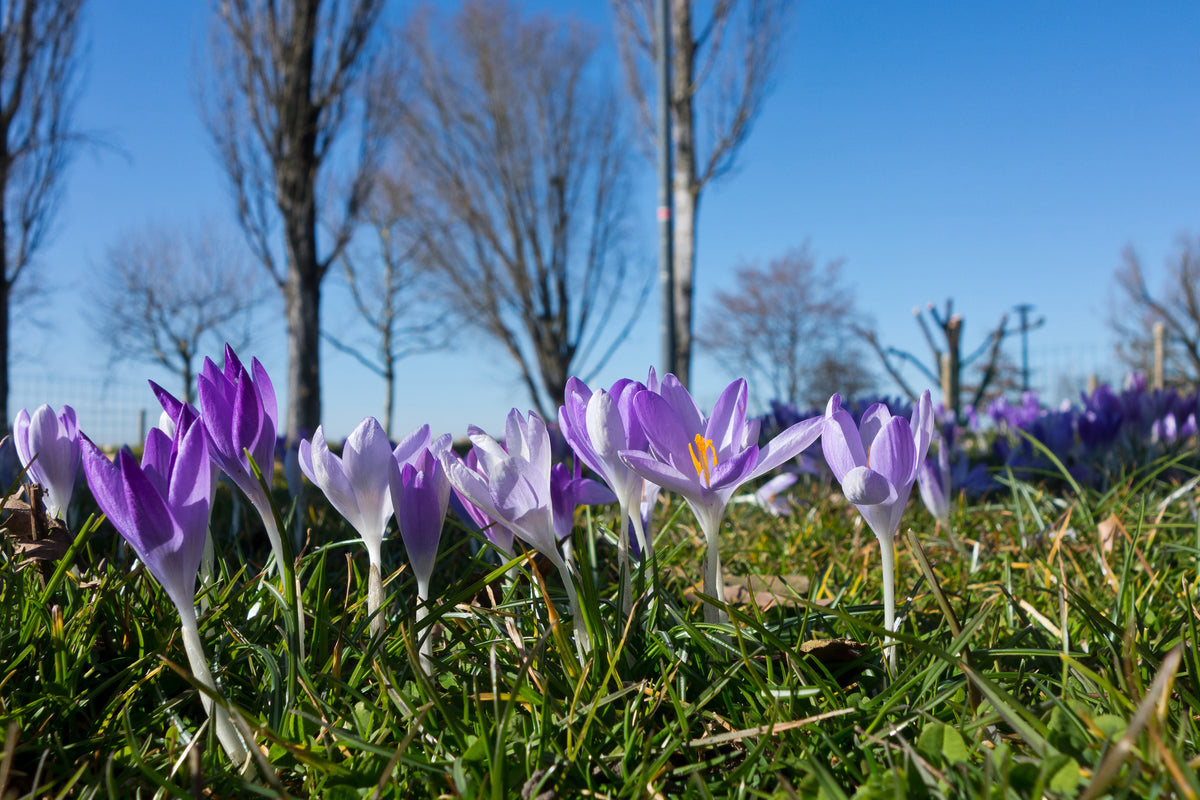 aluminium-print-purple-crocus-in-nature