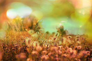 modern-3-piece-aluminium-print-flower-meadow-at-twilight