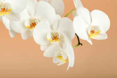 poster-print-white-orchid-flowers
