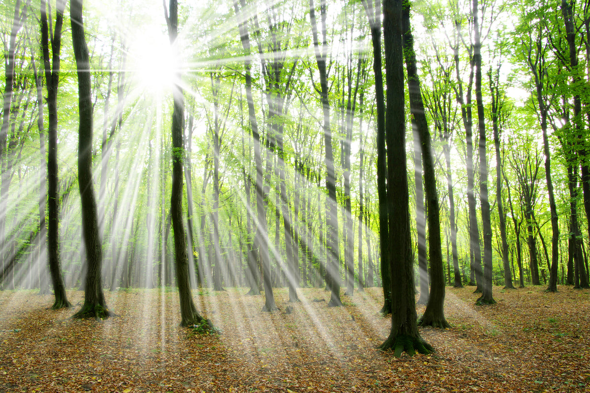 poster-print-magic-light-in-the-trees