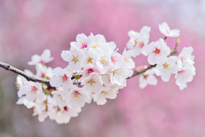framedposter-print-cherry-blossoms-xxl