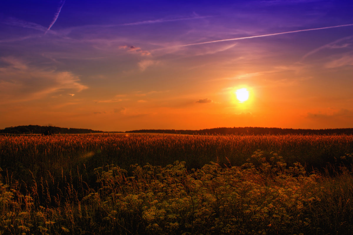 framedcanvas-print-sunset-at-the-flower-field