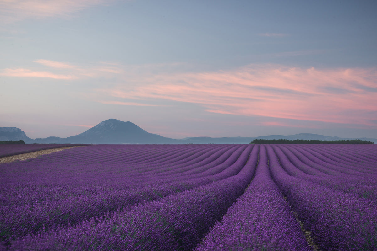 3-piece-canvas-print-lavender-field