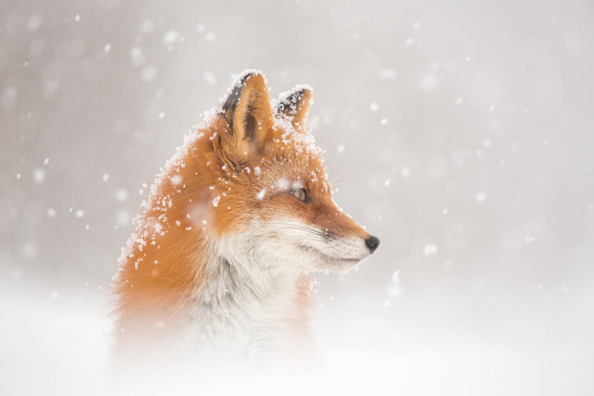 acrylic-print-snow-is-fallingab-x