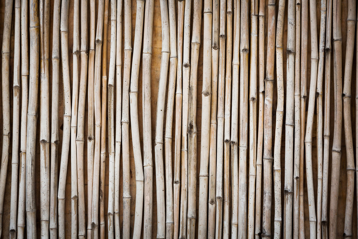 framedposter-print-dried-bamboos