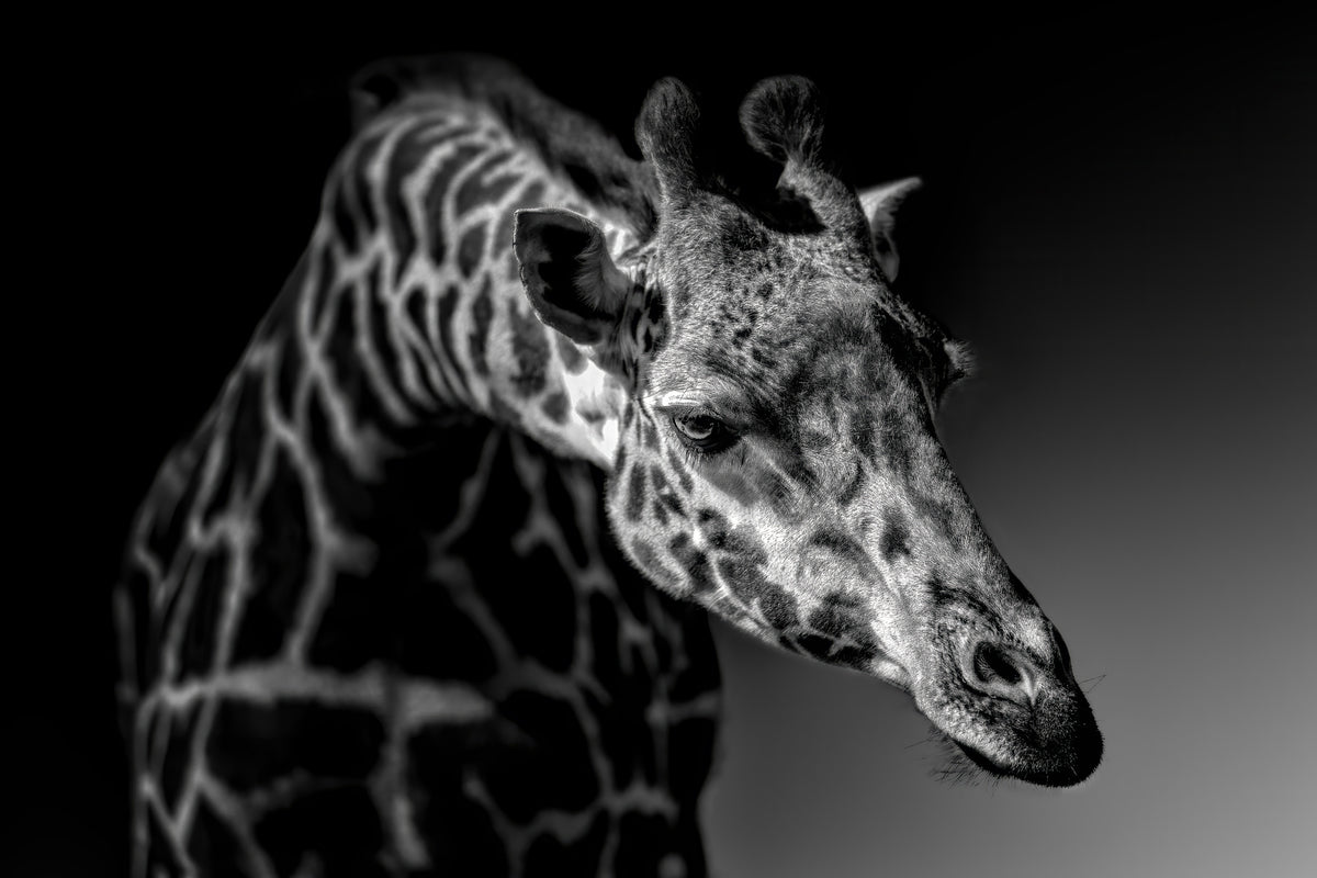 aluminium-print-giraffe-x