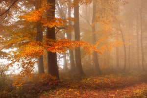 3-piece-canvas-print-edge-of-the-woods