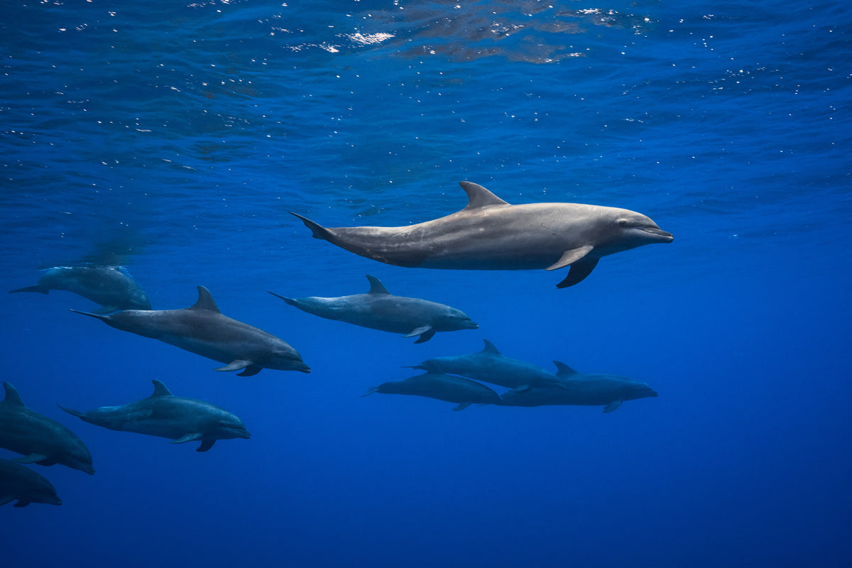 framedcanvas-print-dolphins-x