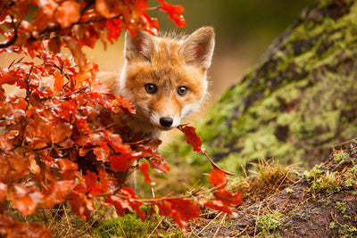 poster-print-fox-x
