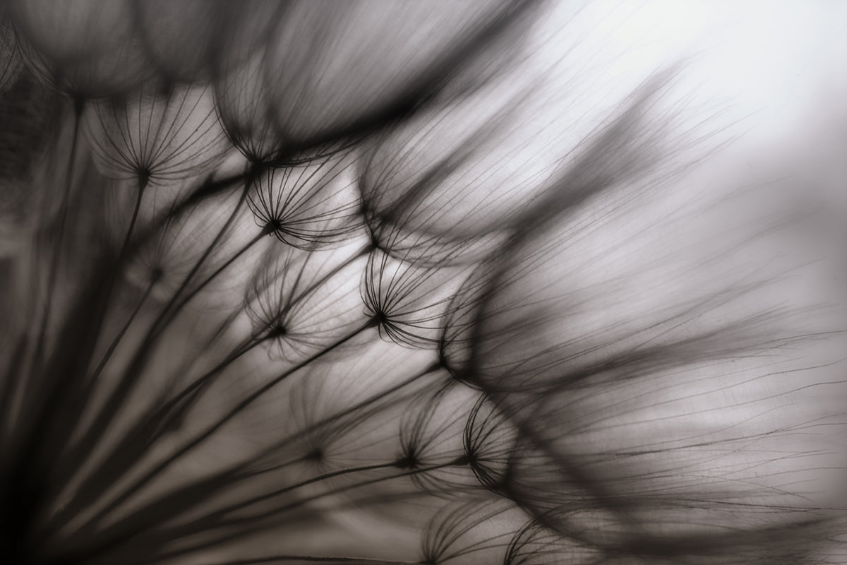 modern-3-piece-canvas-print-dandelion-p