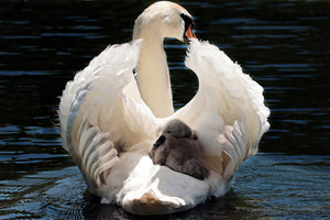 framedposter-print-mom-and-baby-swan