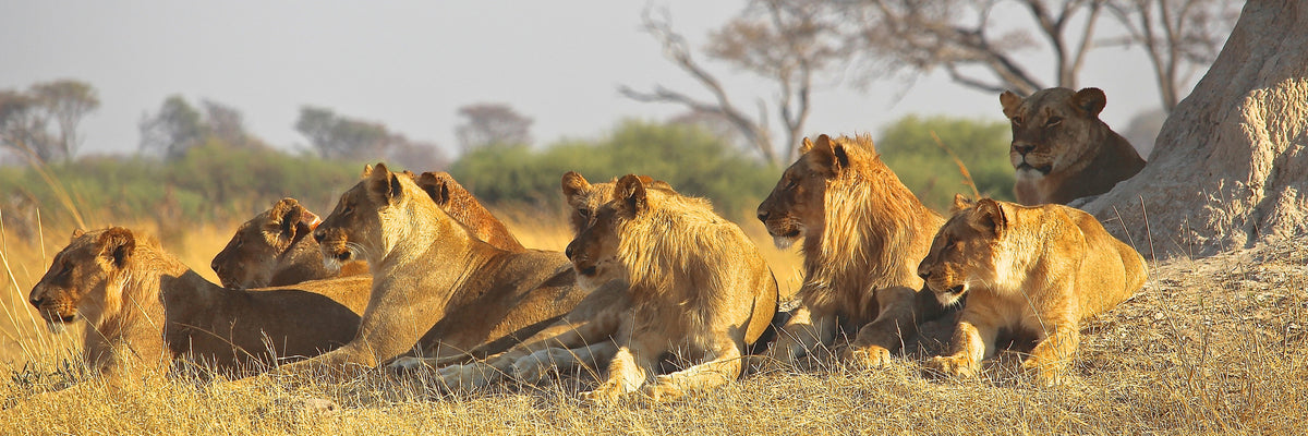 panoramic-3-piece-acrylic-print-lion-family-panorama
