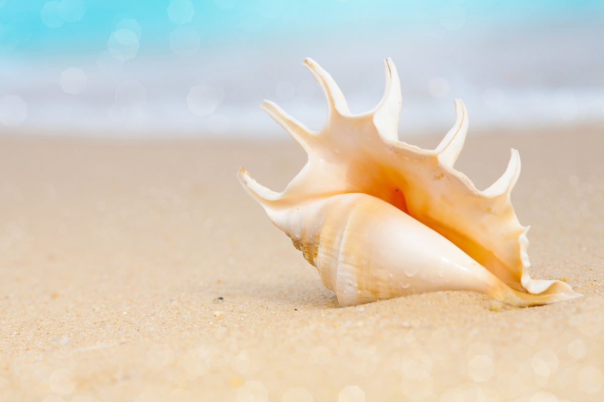 3-piece-acrylic-print-the-shell-on-the-beach