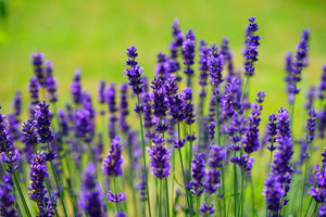 modern-3-piece-aluminium-print-beautiful-lavender