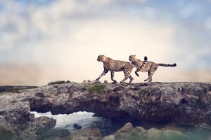 modern-3-piece-acrylic-print-two-cheetahs