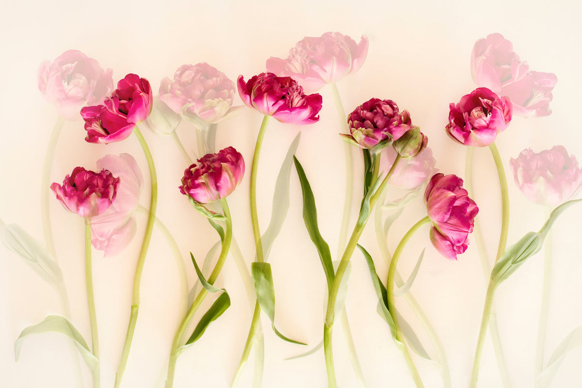 framedposter-print-tulips-xgj
