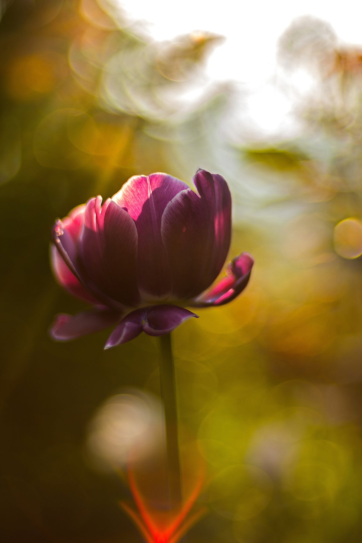 framedposter-print-dark-tulips-beauty