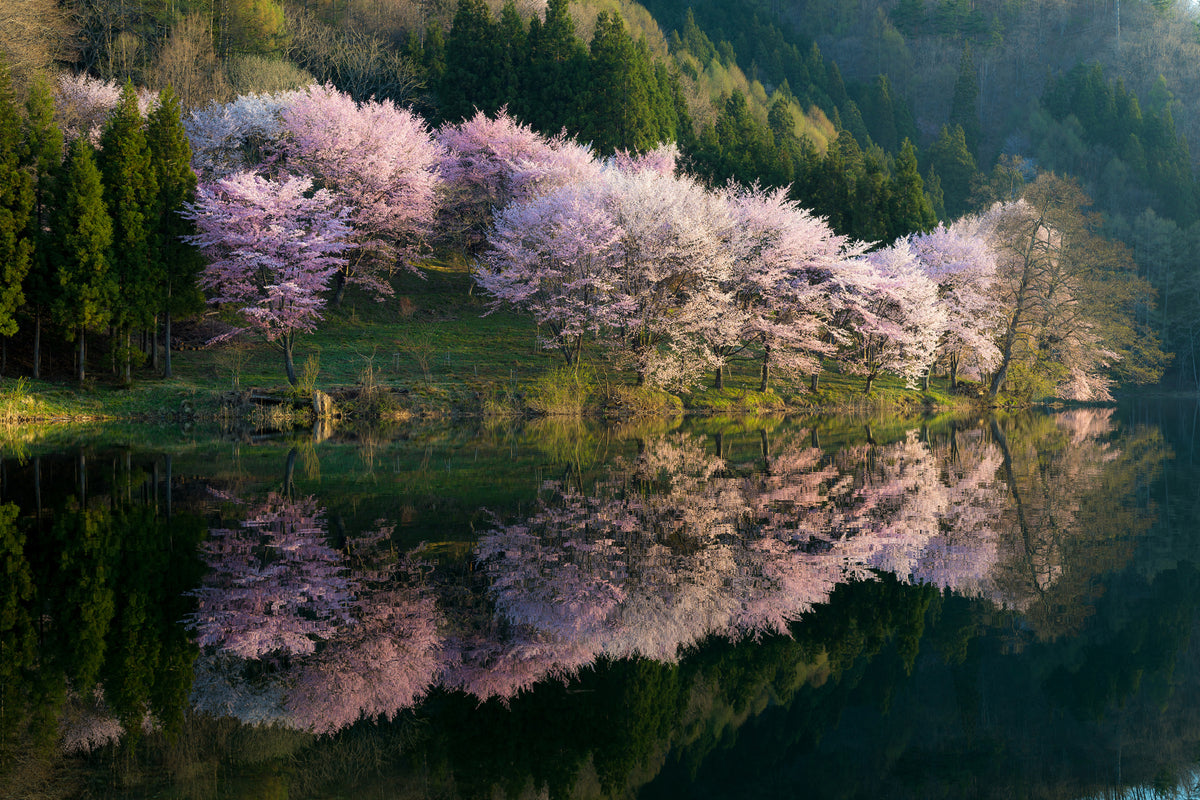 acrylic-print-sakura-x