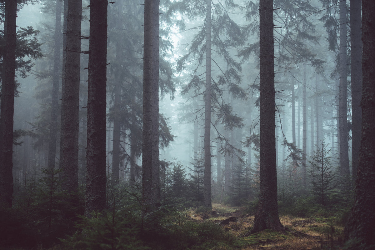 modern-3-piece-canvas-print-forest-in-the-fog