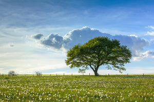 aluminium-print-spring-tree