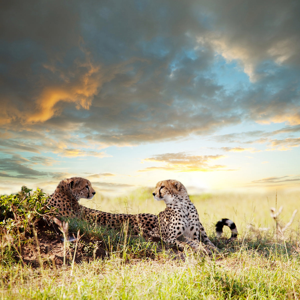 acrylic-print-cheetahs