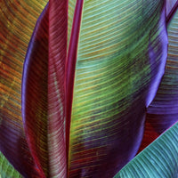 acrylic-print-banana-skin-x