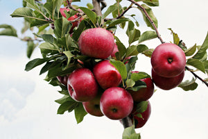 canvas-print-close-up-apple-tree