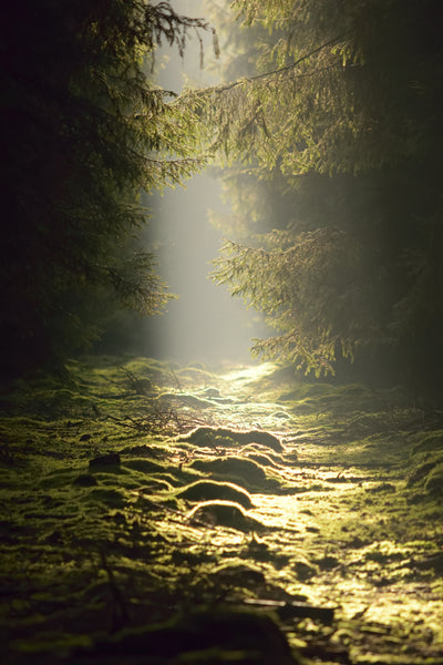 poster-print-the-wild-way