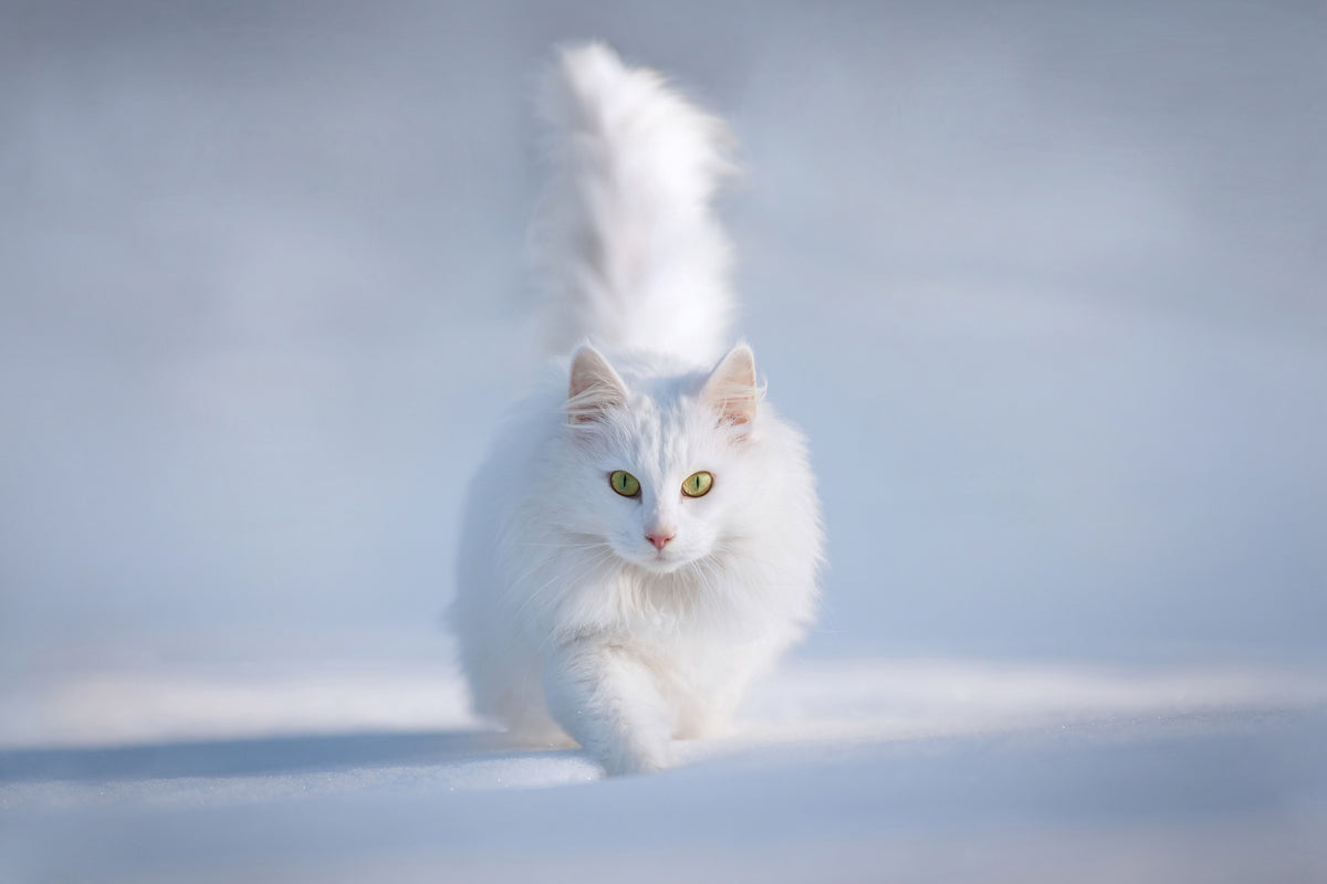 framedposter-print-yellow-eyes