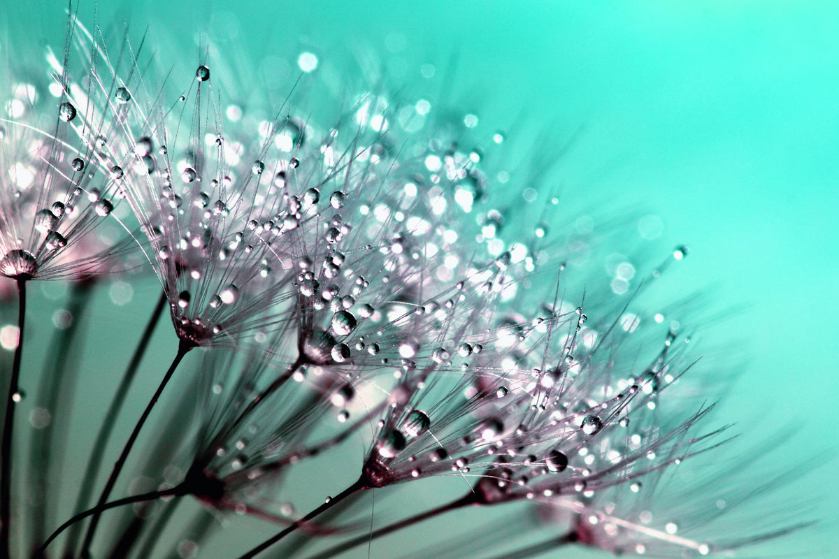 framedposter-print-macro-dandelion-p