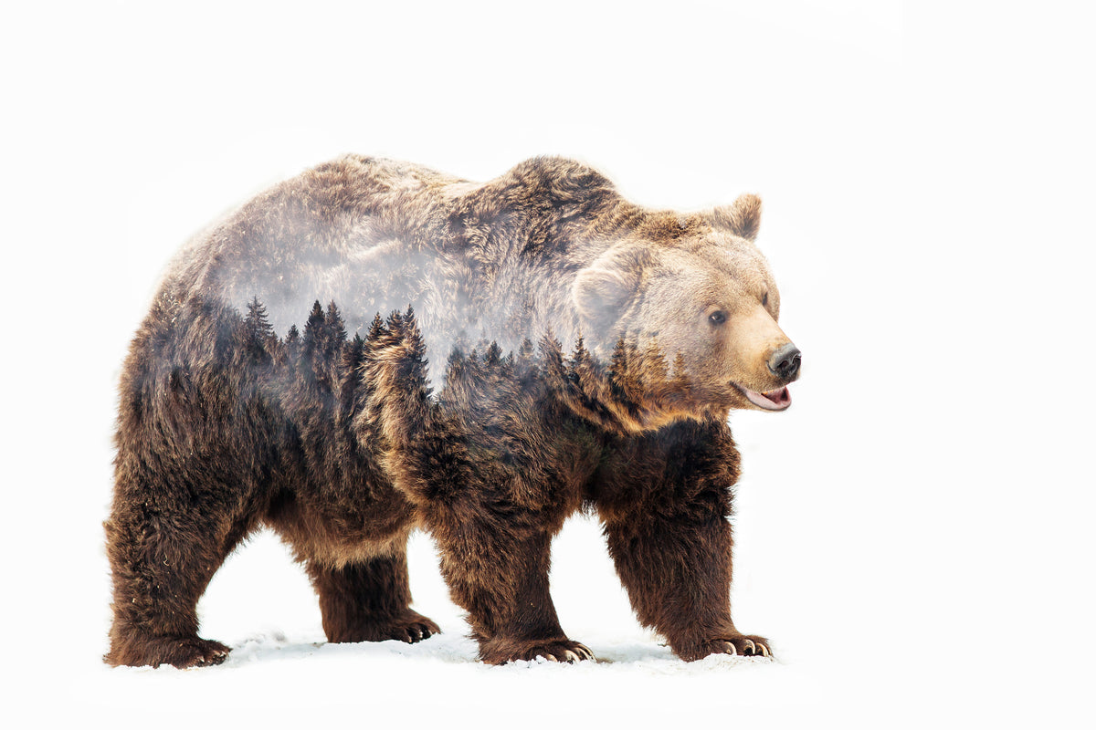 framedposter-print-bear-x