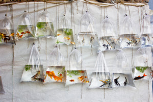 aluminium-print-the-wall-of-fish