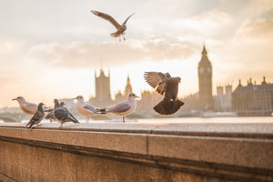 3-piece-acrylic-print-the-pigeons-on-the-roof