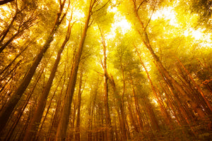 framedposter-print-autumn-forest