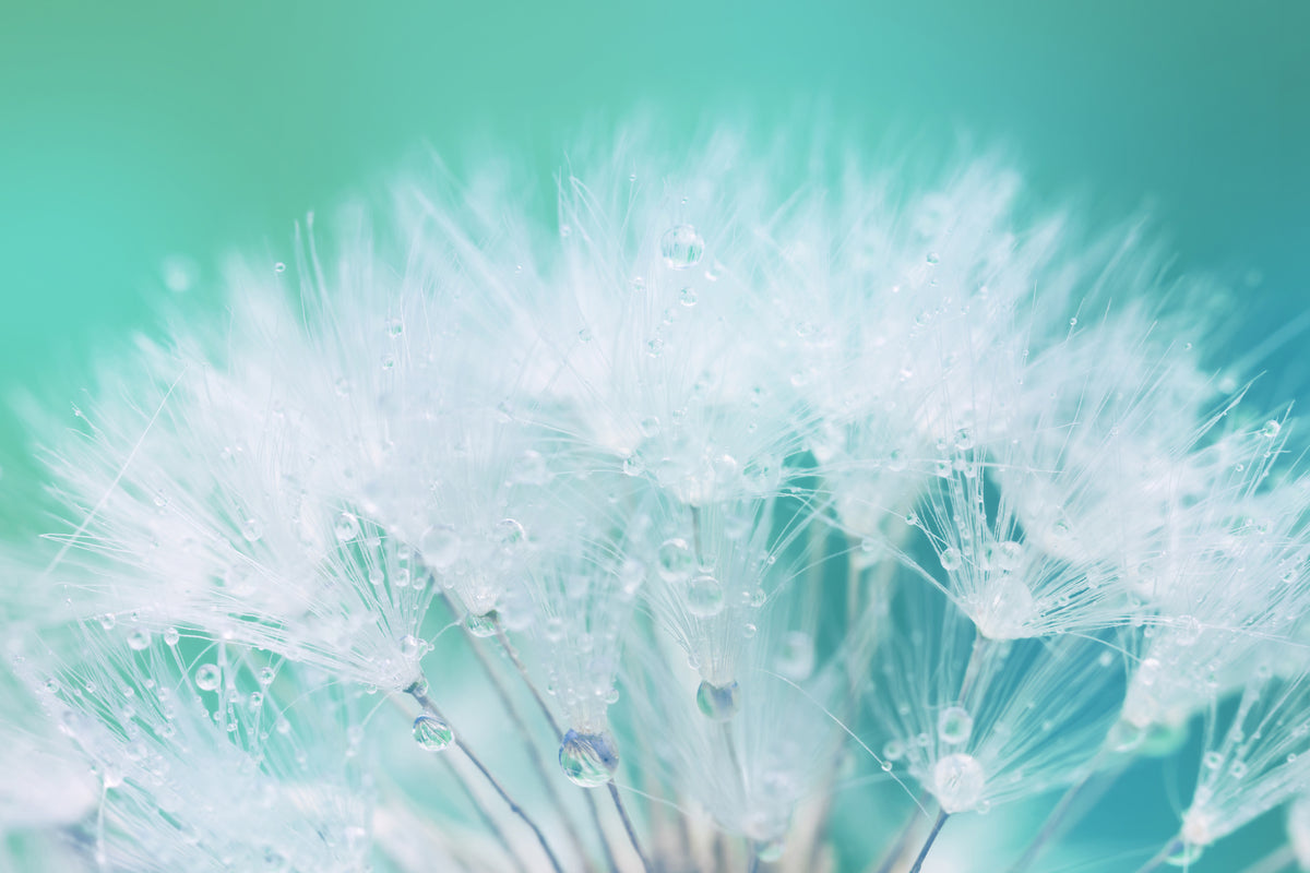 framedcanvas-print-close-up-dandelion-in-morning-dew