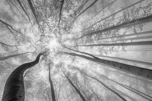 canvas-print-spring-crown-of-trees-x