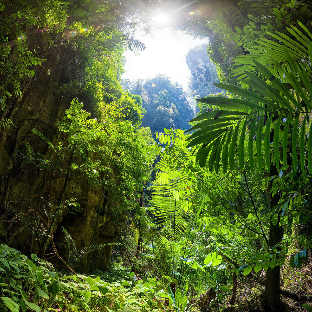 4-piece-canvas-print-clearing-in-the-jungle
